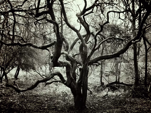 Item #105424874580272350249353180101820695324338341917620358577696675026729261072385 Media