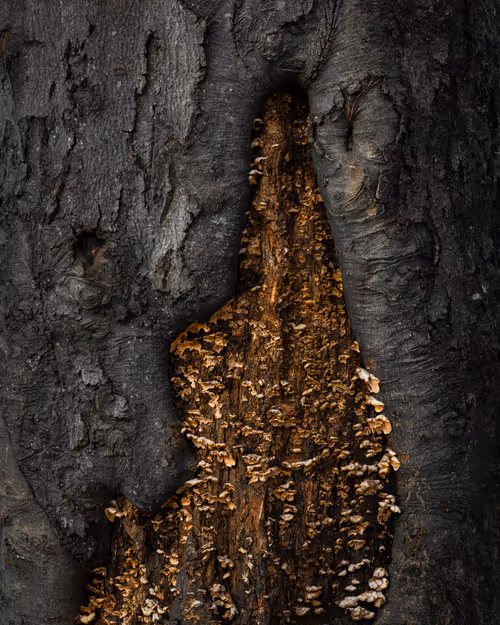 Item #92025450797269199699519638407999947828010124563072321716364901914443746639873 Media