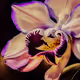 2023 LES FLEURS