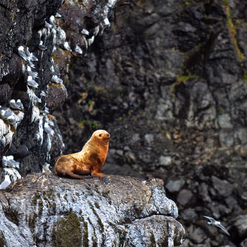 Devil_Wolf Collection