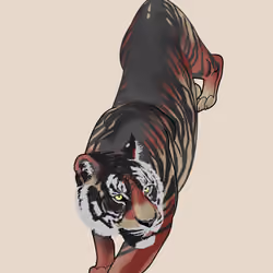 Blacktiger_pink