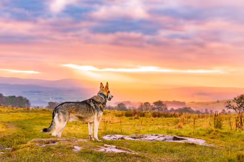 Item #18073640285496453715959777028065876862054527336647985940248650842437209554945 Media