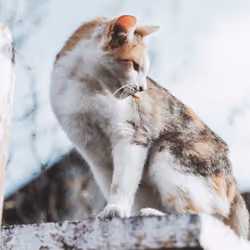 Claudia Iacob - The Tongue Cat