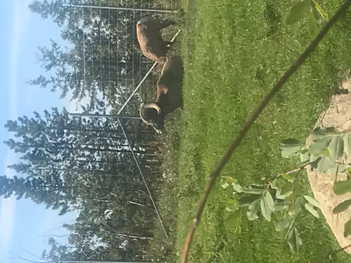 Item #57418325525415838684456060443603189040919393289816300753644441768596441399297 Media