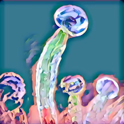 INSANE PLANT 