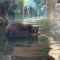 Memories of a trip to Kobe Animal Kingdom