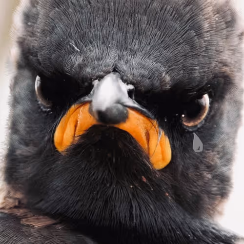 Untitled Collection #85186804