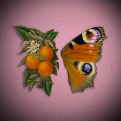 orange blossom butterfly