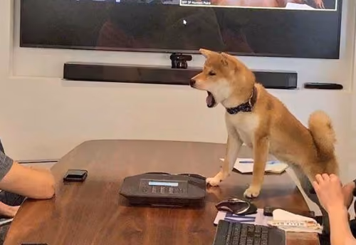 shib yelling