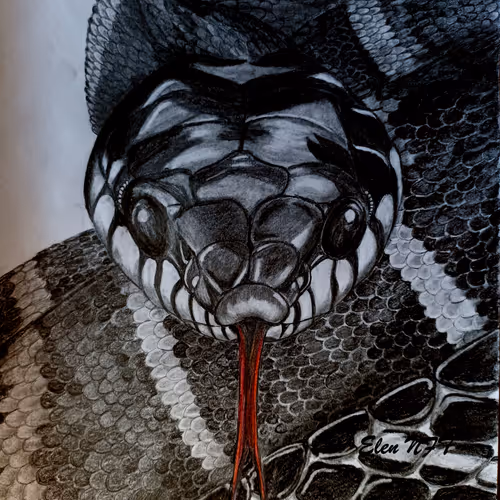Snake look