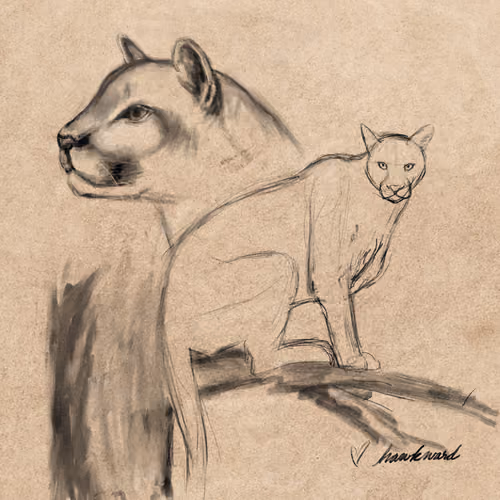 #12 Puma concolor