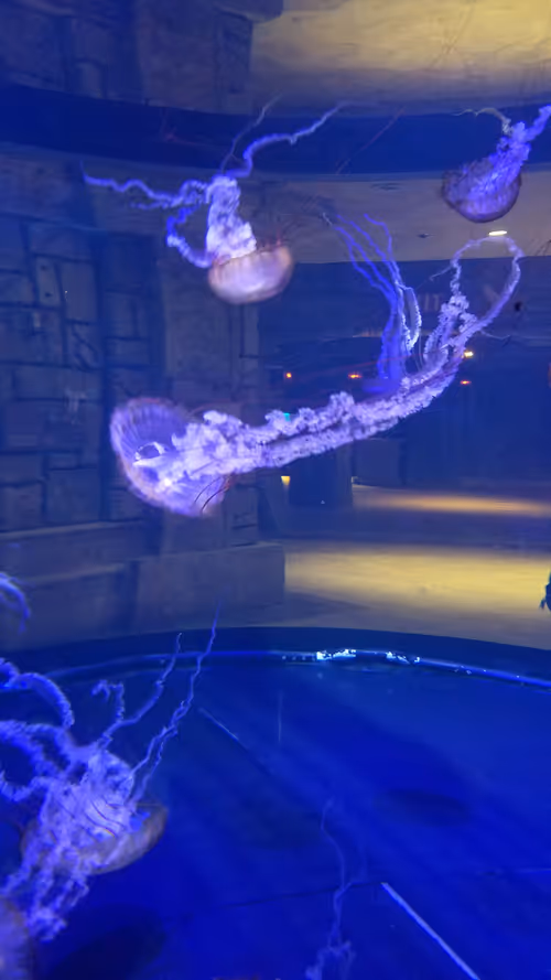 Item #95325587455549103781900544129500385789970657395573377636115663160777159737345 Media