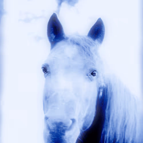 Mandy the Morgan Horse