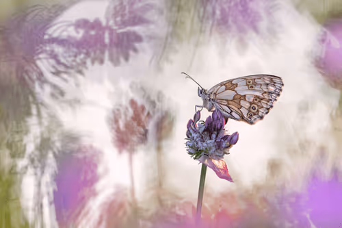 Bokehlicious Butterflies