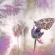 Bokehlicious Butterflies