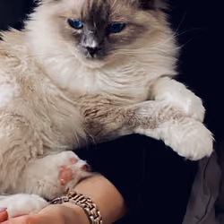 Cat 27