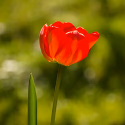 A Red Tulip in the Shadows