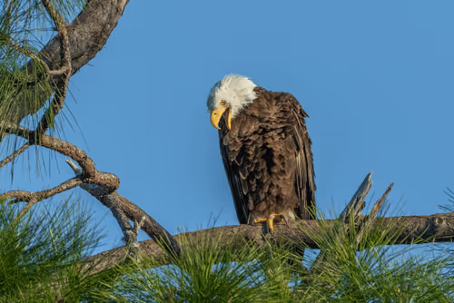 American Bald Eagles