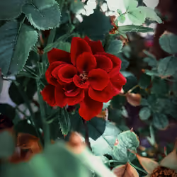 red roz