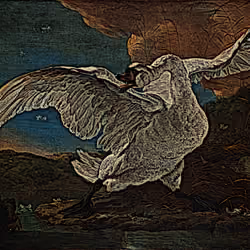 Swan