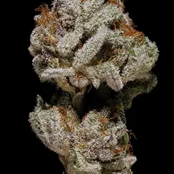 Sugar Cookie ( Berner #1 )
