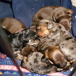 Puppy Puddle