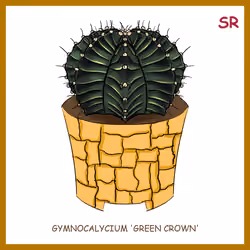 Gymnocalycium 'Green Crown'