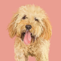 Pooch 50