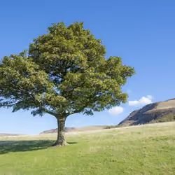 Tree 011