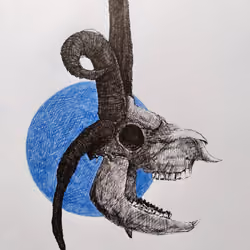 bluesheep