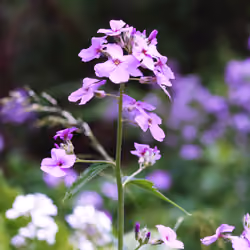 Purple.