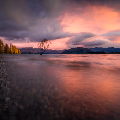 Paulbelliphotography Thatwanakatree