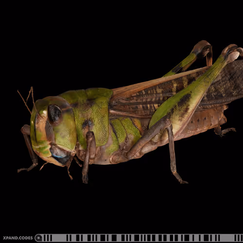 Item #58963443345665771353505984304139328775102797162935968682550101716545073840129 Media