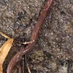 worm