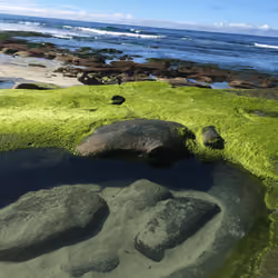 Mossy pond on the beach of La Jolla