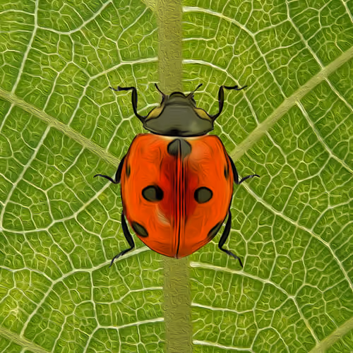 Coccinellidae#9