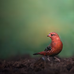 Strawberry Finch