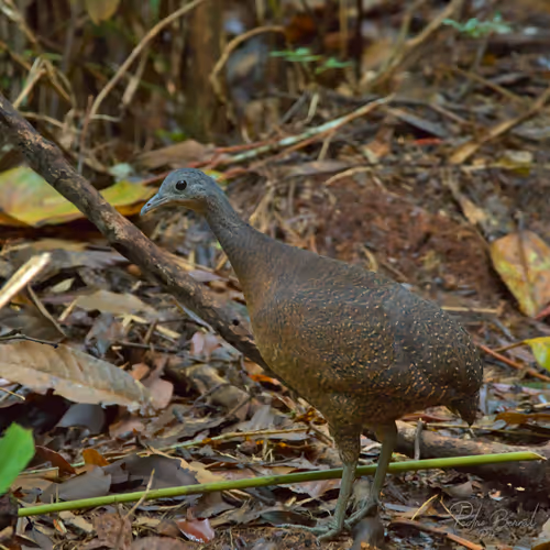 Item #76723362783280478533997952640177478162370392864243199552253501717305469435905 Media