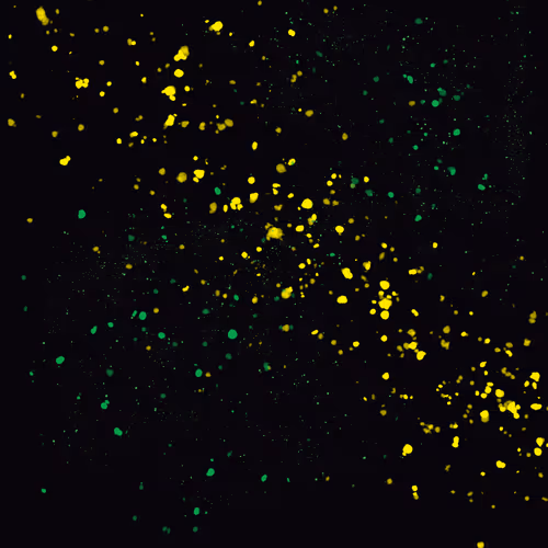 Woofs Collection - old