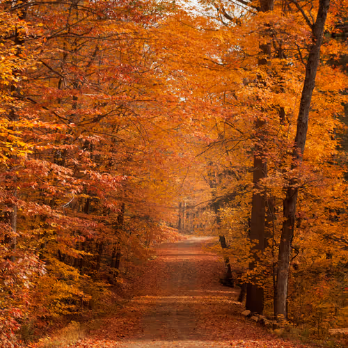 Fall Diaries CIhymdgfcp