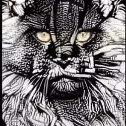 Cat follows you