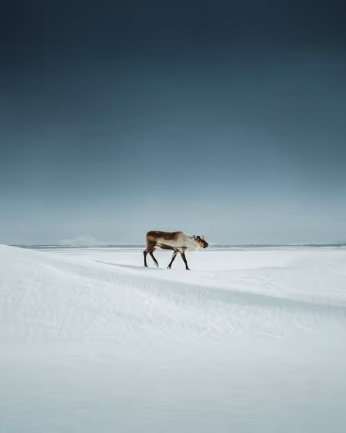 Item #3675481411317596523649091696801759419370078050223984411814034776693342732289 Media