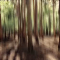 Tree and human