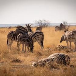 Zebra Family