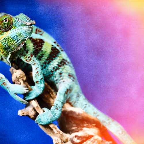 Cool Geckos