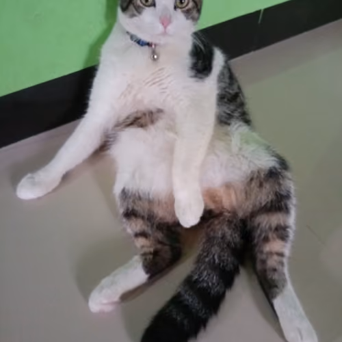 my cat crypto friend