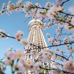 tokyo skytree & pinkflower