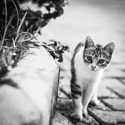 Nostalgic Cats #20