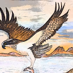 Osprey
