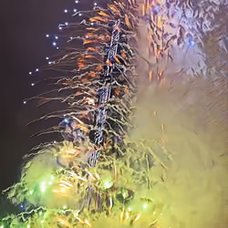 Taipei 101 NewYear Firework